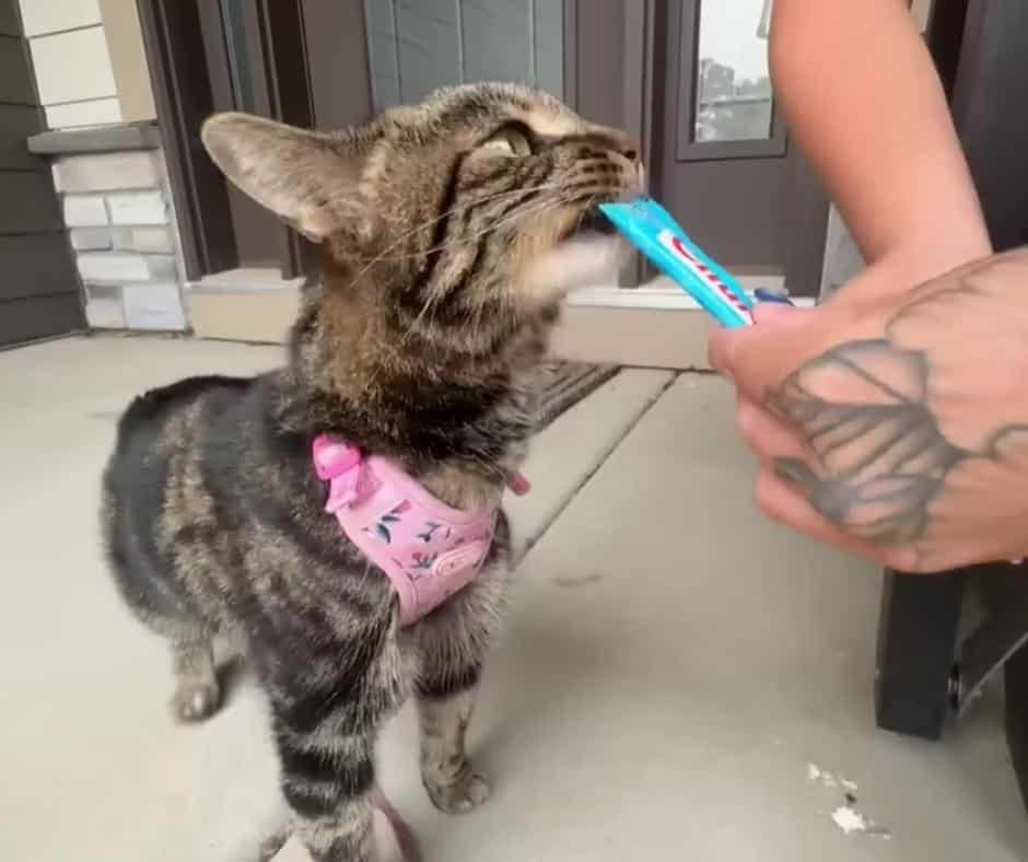 Reunion with cat