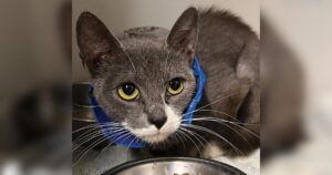 PetWireDaily — Cat Survives After Being Shot With a Blowgun Dart, $15,000 Reward Offered