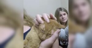 PetWireDaily — Cat Missing After Fire Defies the Odds With Emotional Reunion
