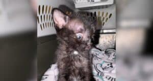 PetWireDaily — After Two Brain Surgeries, Kitten Survives Rare Condition and Never Loses His Wild Spirit