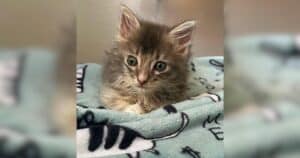 PetWireDaily — Hawaiian Kitten With Rare Heart Defect Needs Life-Saving Surgery in Los Angeles