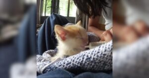 PetWireDaily — Kitten Crashes Couple’s Vacation and Steals Their Hearts