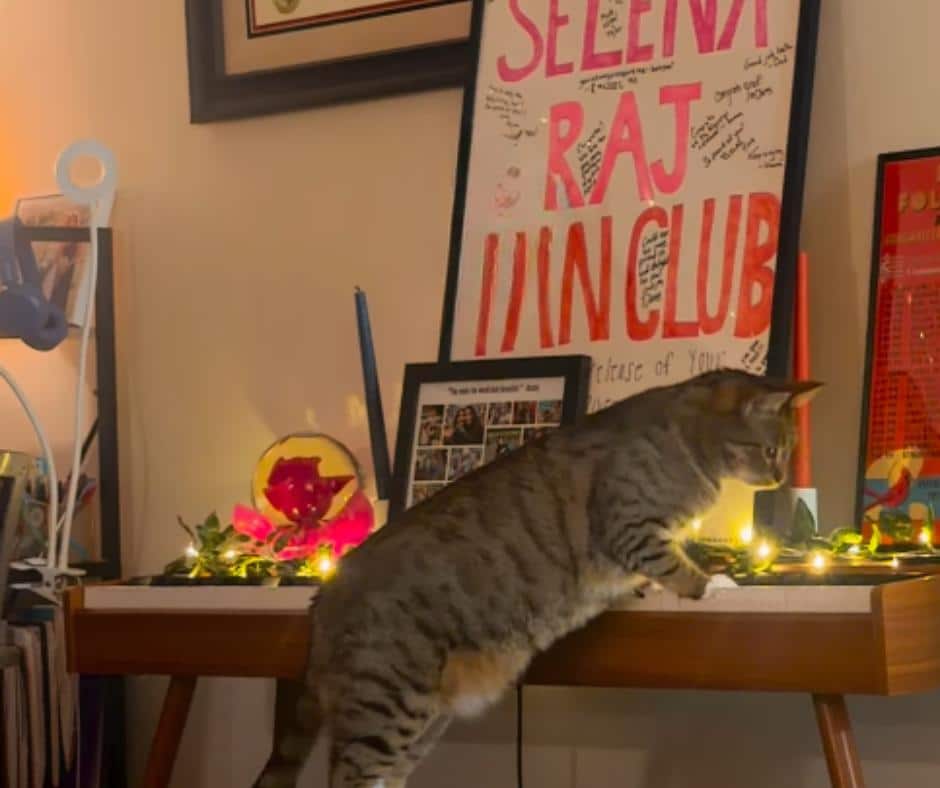 Ollie the Cat's Performance