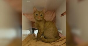 PetWireDaily — What Color Is This Rescue Cat? Everyone Has a Different Answer