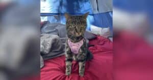 PetWireDaily — Lost Cat Defies the Odds After Surviving 40 Days in the Wilderness