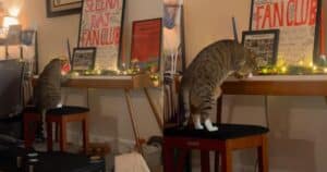 PetWireDaily — Ollie the Cat’s Piano Performance Is Hitting All the Right Notes