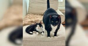 PetWireDaily — Tiny Chaos Meets Big Chill in This Adorable Cat Bromance