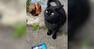 PetWireDaily — Naughty Cat’s Shameless Food Theft Spree Leaves Everyone Stumped