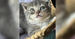 PetWireDaily — Tiny ‘Forever Kitten’ Has a Condition So Rare Most Veterinarians Never See It