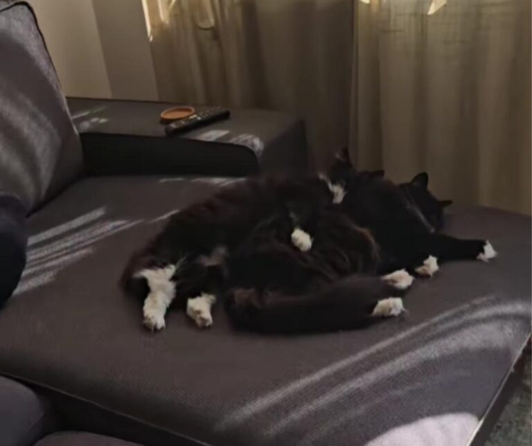 Doom and Gloom enjoying a peaceful moment