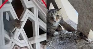PetWireDaily — Rescuers Race to Save Cat Clinging to Building as Pigeons Attack