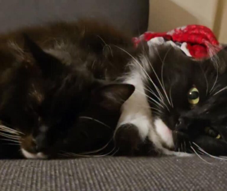 Bonded Tuxedo Cats Playing Together