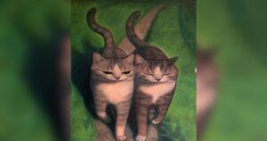 PetWireDaily — These “120%” Cat Paintings Capture Everything We Love About Cats