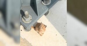 PetWireDaily — Officer Spots Tiny Cat Clinging to Bridge After Disturbing Call