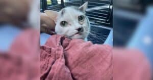 PetWireDaily — Beloved Rescue Cat With Unforgettable Face Leaves Behind a Legacy of Love