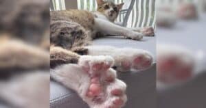 PetWireDaily — So Many Beans! Record-Breaking Polydactyl Cat Has 28 Adorable Toes