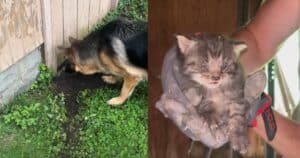 PetWireDaily — German Shepherds Followed Their Noses and Saved Two Tiny Kittens