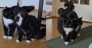 PetWireDaily — These Tuxedo Brothers Illustrate the Magic of Adopting a Bonded Pair