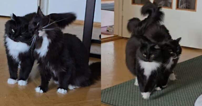 Doom and Gloom, the Tuxedo Brothers
