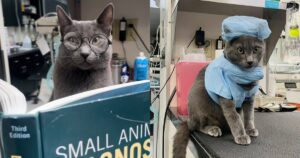 PetWireDaily — Meet Dr. George, the Chief Feline Officer in Charge of an Entire Veterinary Hospital