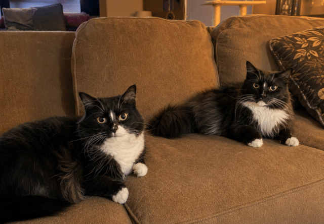 Two long-haired tuxedo cats resting on a fabric sofa covered in shed fur