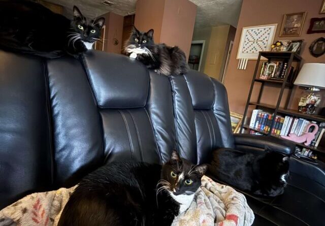 Four black and tuxedo cats lounging on a leather sofa in a multi-cat household