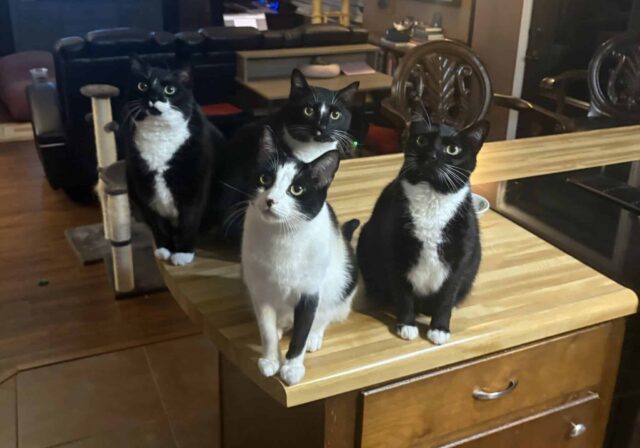 Four tuxedo cats sitting together on a kitchen counter in a seven-cat home
