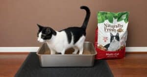 PetWireDaily — I Have 7 Cats and 9 Litter Boxes…This Walnut Shell Litter Won Me Over