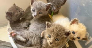 PetWireDaily — Because of You, These Tiny Lives Are Thriving