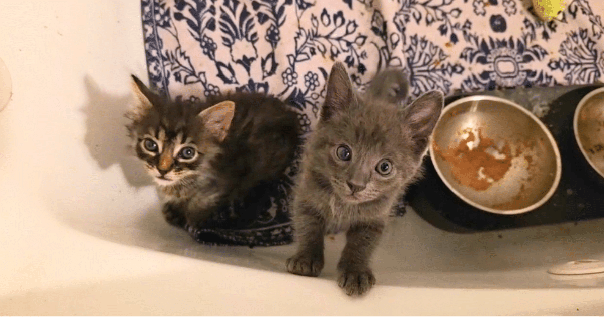 Due gattini salvati da una catena di compassione, con volontari e donatori