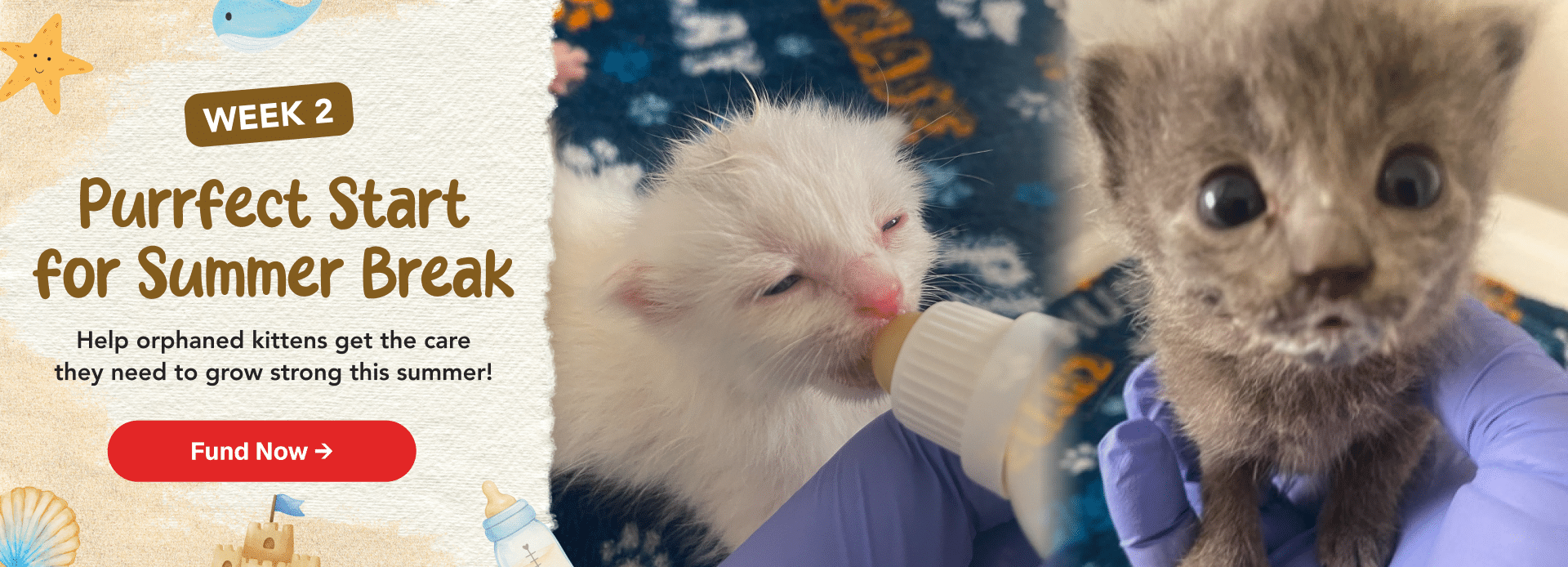 Purrfect Start Week 2 LP Header - Desktop
