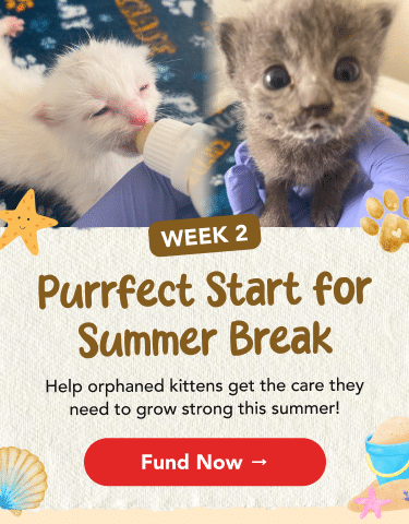 Purrfect Start Week 2 LP Header - Mobile