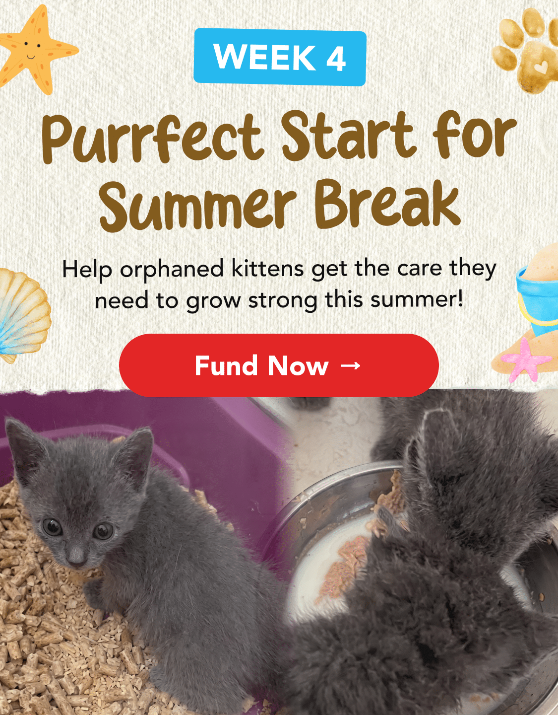 Purrfect Start Week 4 LP Header V1 - Mobile