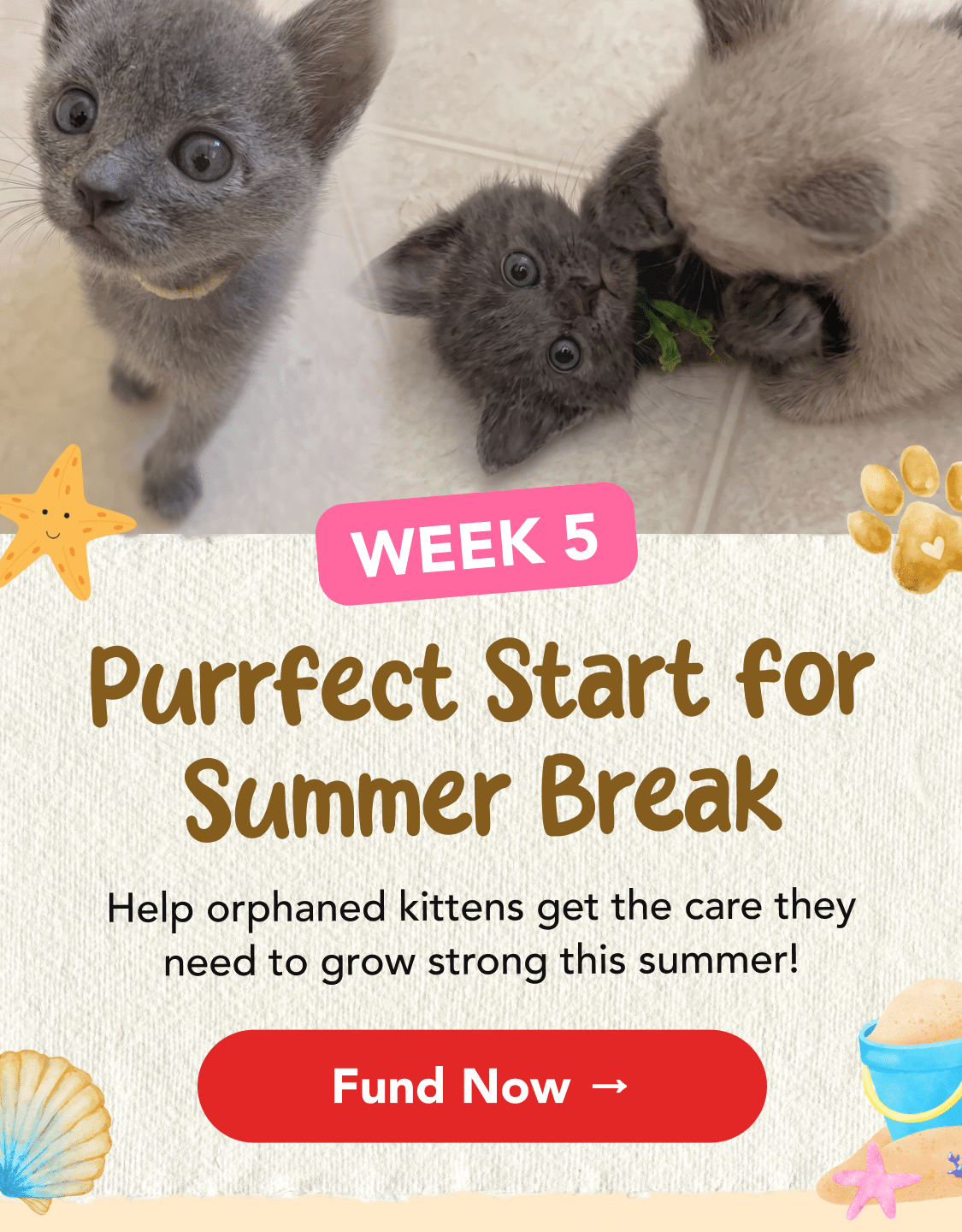 Purrfect Start Week 5 LP Header - Mobile