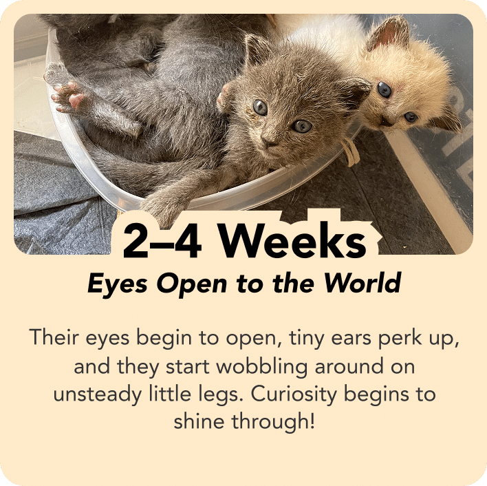 Week2-4_mob