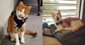 PetWireDaily — Meet Captain, the Rescue Cat Who ‘Patrols’ a Texas Police Station