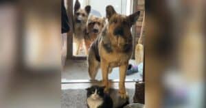 PetWireDaily — 3 German Shepherds Bring Home a Stray Cat and Dad Can’t Say No
