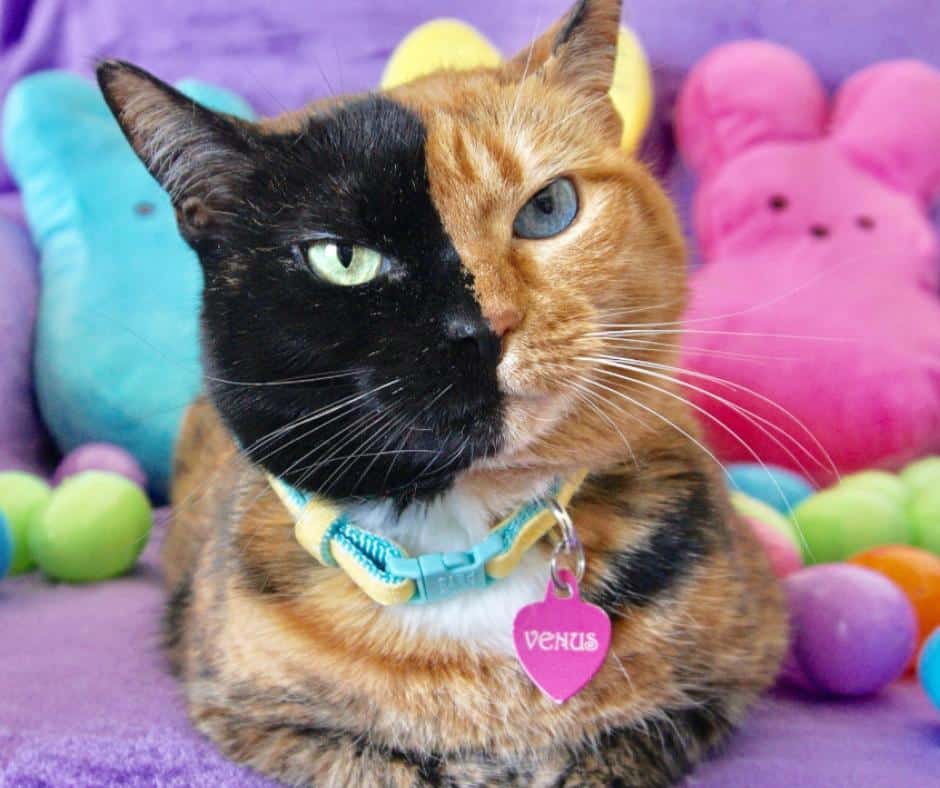 Venus and Roo