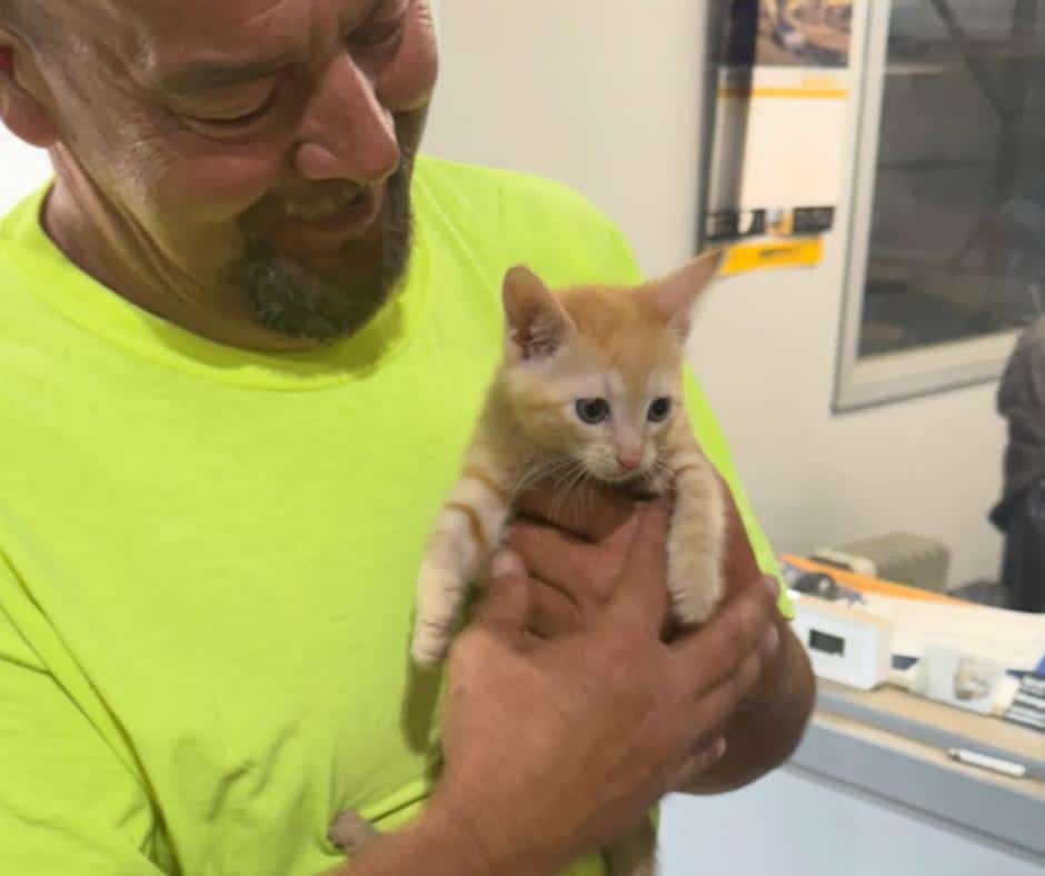 Kitten Rescue