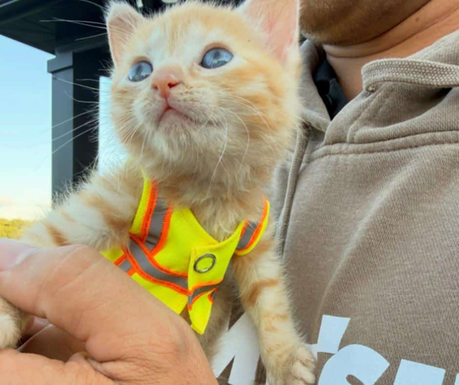 Kitten In Excavator
