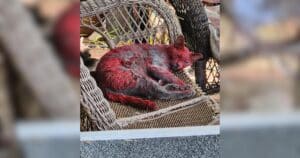 PetWireDaily — Stray Cat Mysteriously Covered in Red Dye Has Rescuers Racing to Help