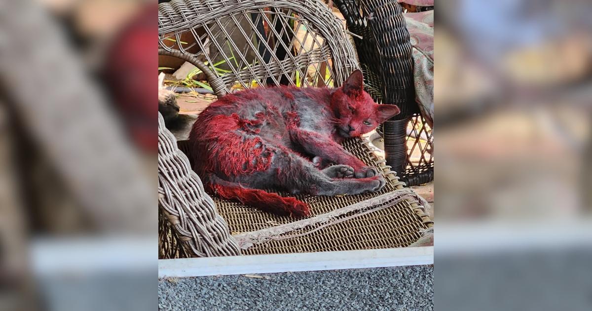 Una gatta con pelo rosso si aggira per un quartiere di Texas, con residenti che la osservano e sperano in un salvataggio