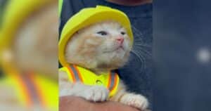 PetWireDaily — Construction Crew Rescues Kitten From Excavator Then Offers Her a Job