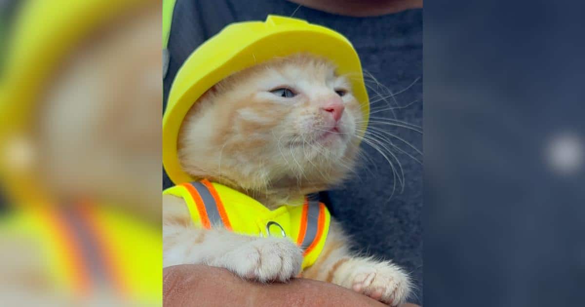 Costruttori salvano gattino in mini excavatore e lo assumono come dipendente