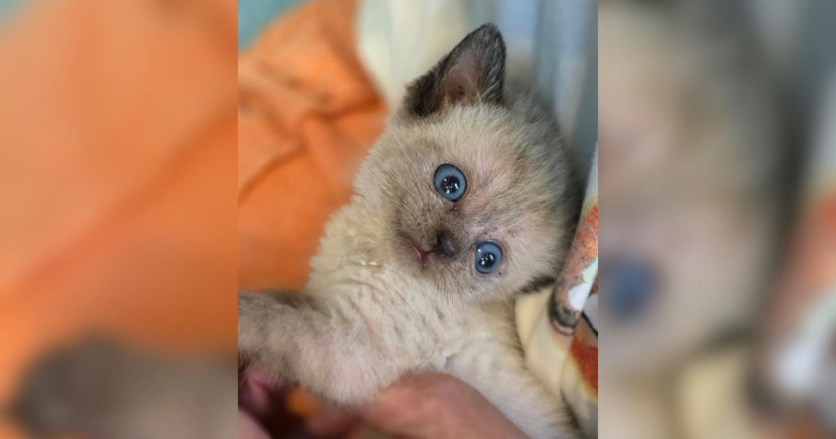 Un gattino si muove con le zampe in aria, apparentemente cercando qualcosa invisibile, mentre i suoi curatori lo osservano con preoccupazione