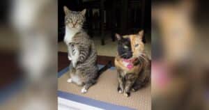PetWireDaily — Famous Cats Venus and Roo Die Just 9 Days Apart After 12 Years Together