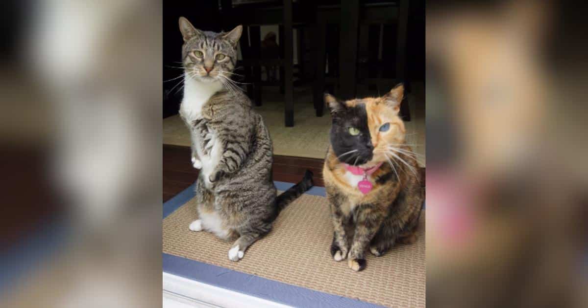 Due gatti famosi si abbracciano in un momento di pace, circondati da famiglia e amici