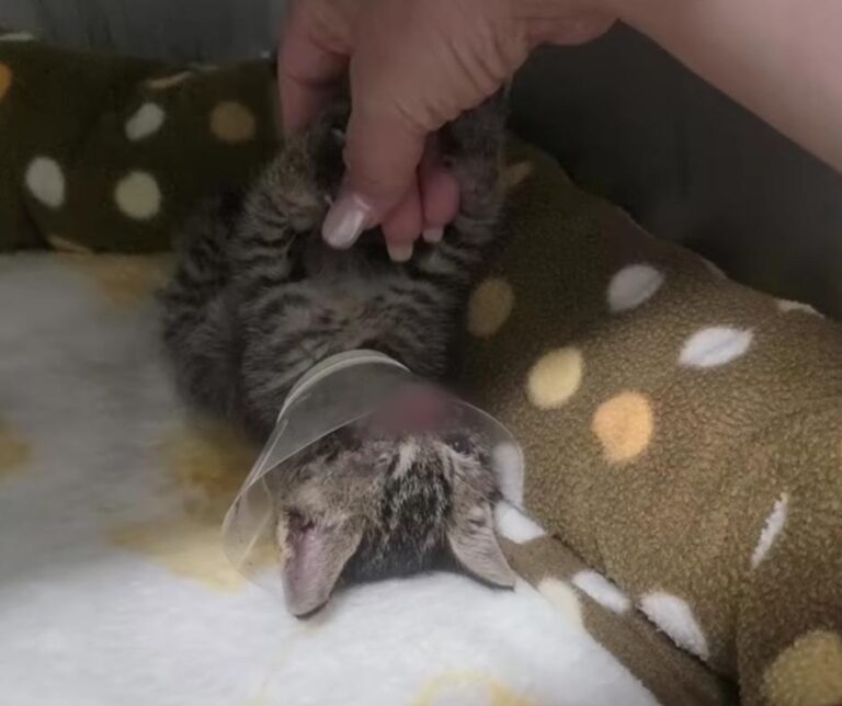 Recovering Bichan