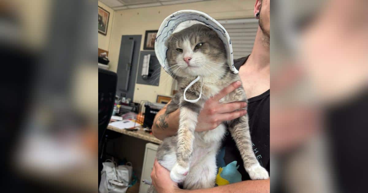 Un gatto con bisogni speciali si avvicina a una persona dopo essere stato investito