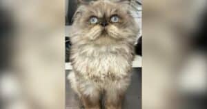 PetWireDaily — Handsome Cat Is Looking for Love Again After Adoption Didn’t Work Out
